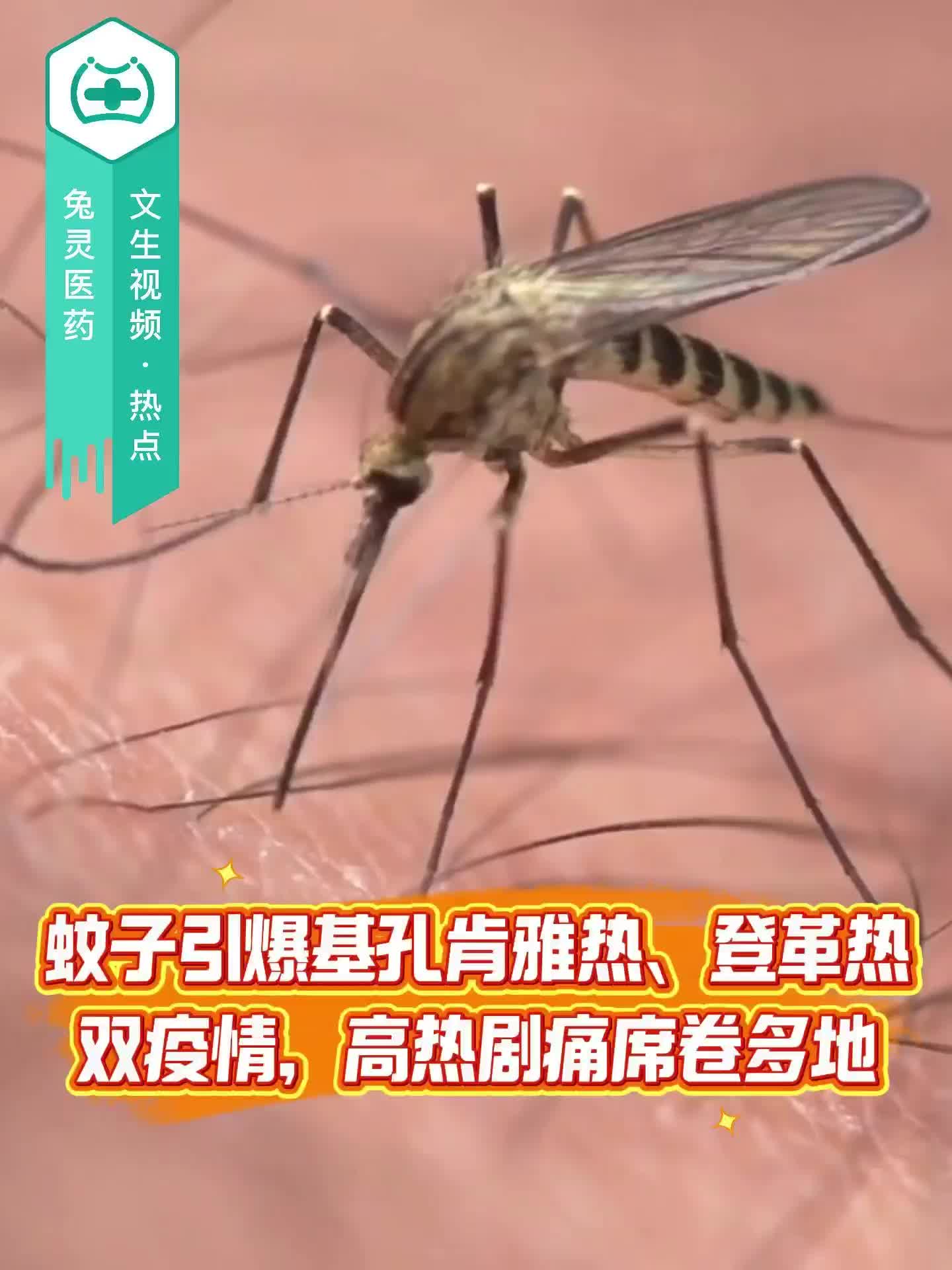 蚊子引爆基孔肯雅热、登革热双疫情，高热剧痛席卷多地