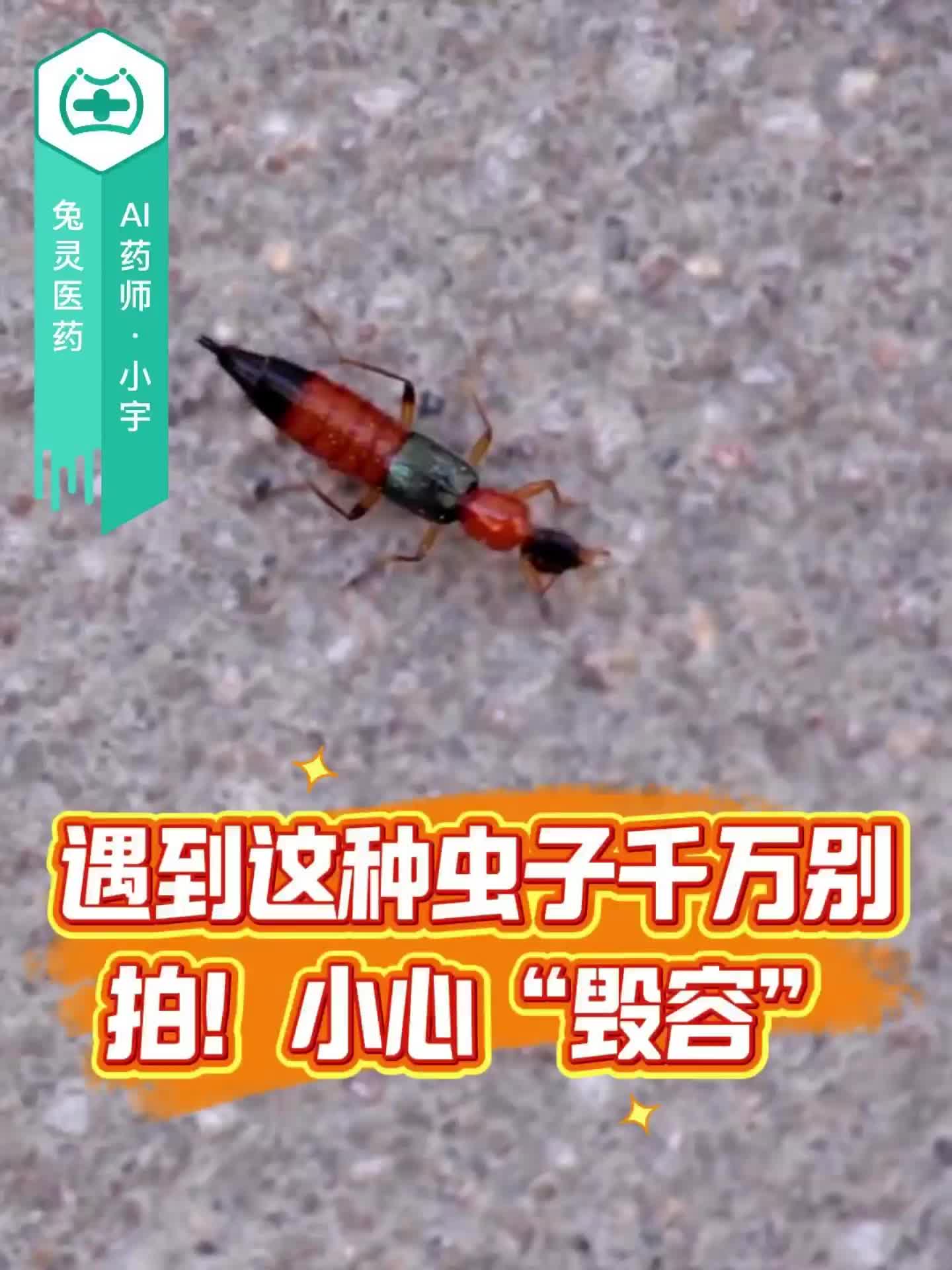 遇到这种虫子千万别拍！小心“毁容”