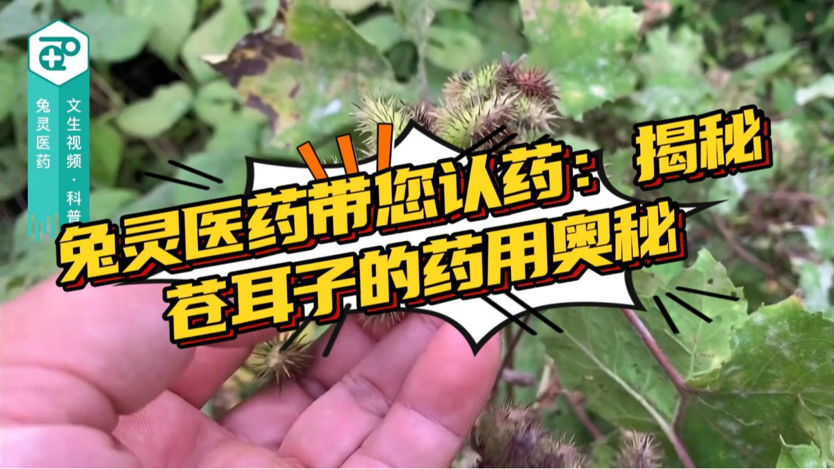 兔灵医药带您认药：揭秘苍耳子的药用奥秘