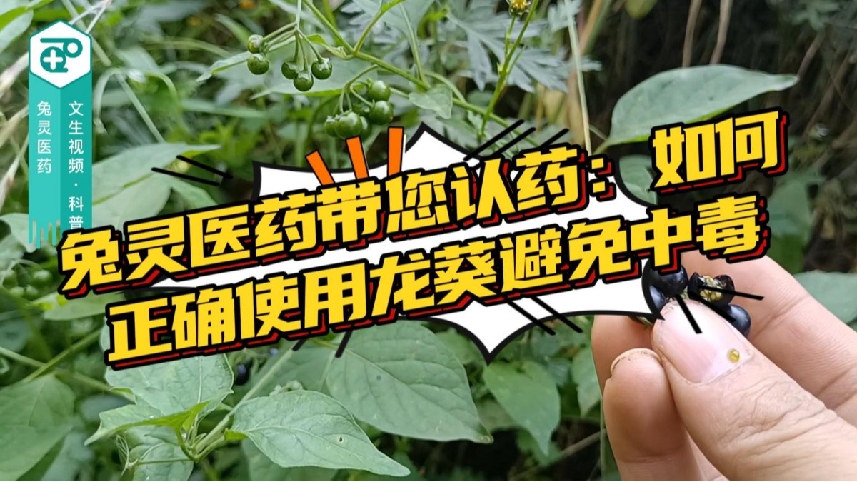 兔灵医药带您认药：如何正确使用龙葵避免中毒？